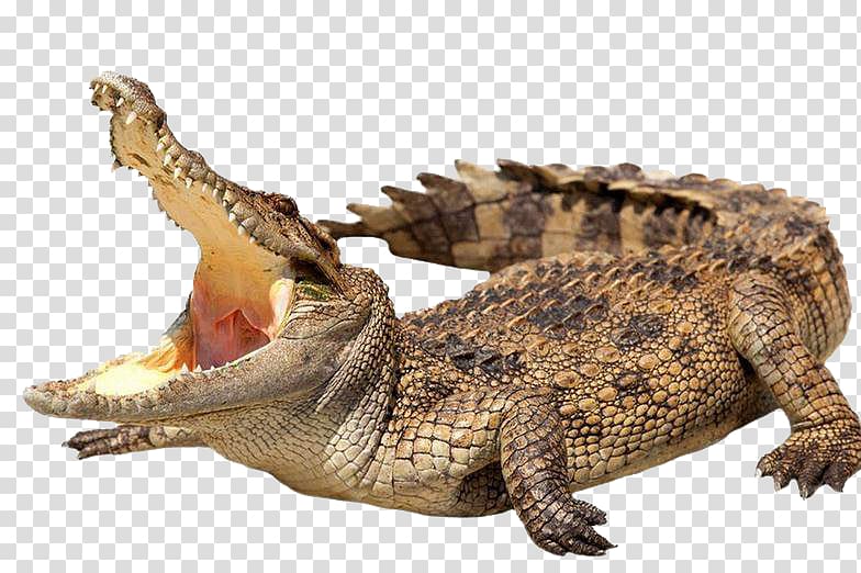 Crocodile Alligator .xchng , Wild crocodile transparent background PNG clipart