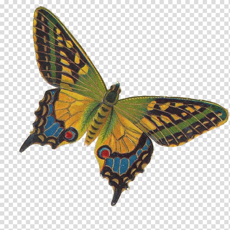 Monarch butterfly Eastern tiger swallowtail Insect Moth, butterfly transparent background PNG clipart