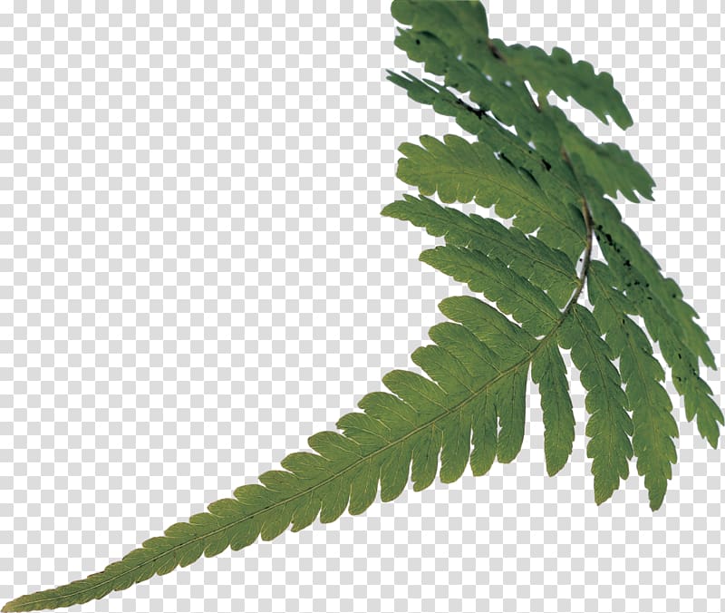 Fern Vascular plant Plant stem Leaf, Leaf transparent background PNG clipart