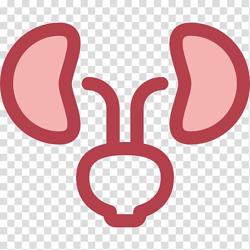 Urology Medicine Kidney Surgery Health, kidney transparent background PNG clipart