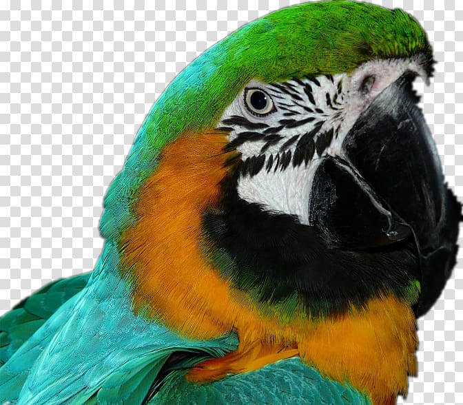Bird Amazon parrot Cockatoo Macaw Companion parrot, Green Parrot transparent background PNG clipart