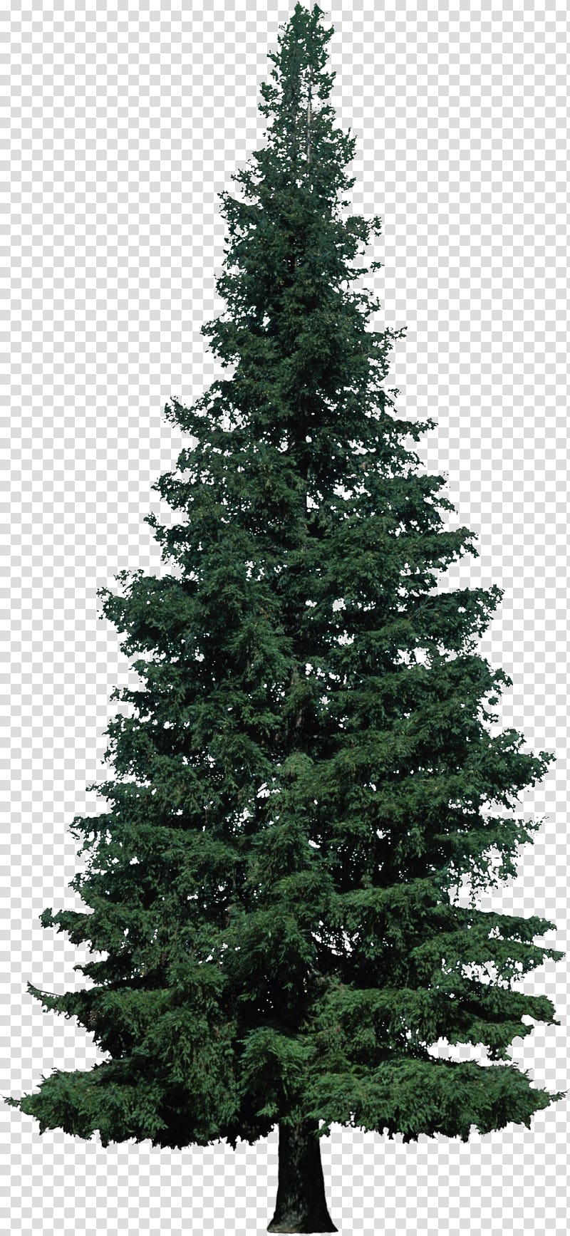 Artificial Christmas tree Balsam Hill, Bush transparent background PNG clipart