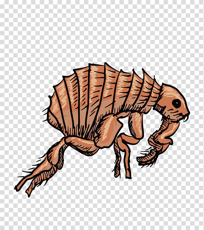 Black Death Insect Flea , insect transparent background PNG clipart