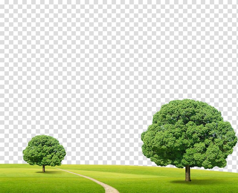 Tree , Green grass trees transparent background PNG clipart