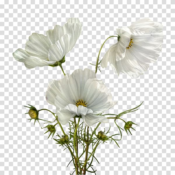 Flowering plant Centerblog Friendship Petal, flower transparent background PNG clipart