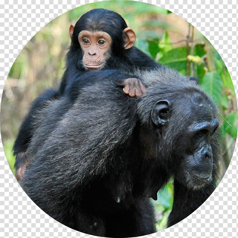 Gombe Stream National Park Common chimpanzee Gorilla Baby Chimpanzee, gorilla transparent background PNG clipart