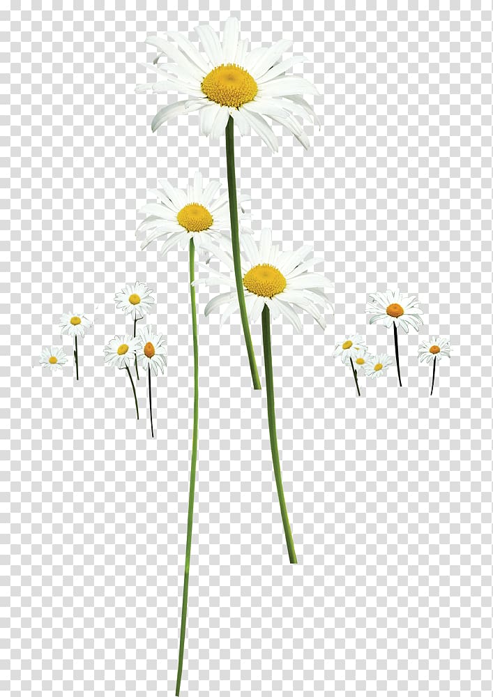 Chrysanthemum indicum , Spring beautiful wild chrysanthemum transparent background PNG clipart