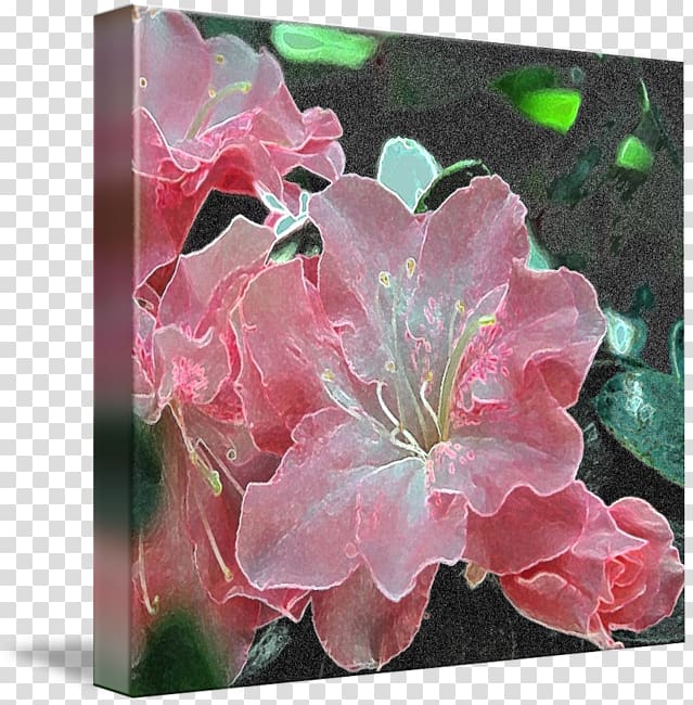 Azalea Gallery wrap Canvas Art Printing, rhododendron transparent background PNG clipart