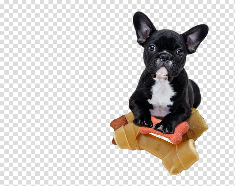 French Bulldog Shar Pei Bichon Frise Puppy, FRENCH BULLDOG transparent background PNG clipart
