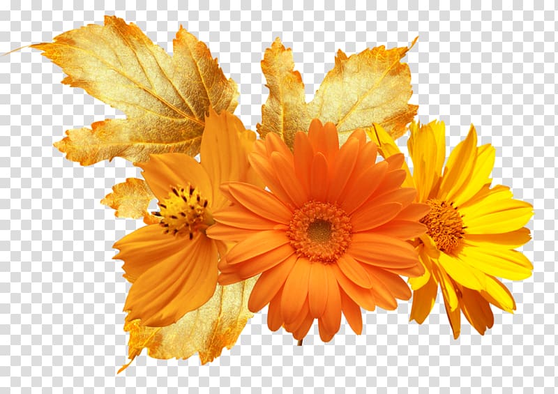 Calendula officinalis Flower Mexican marigold , flower transparent background PNG clipart