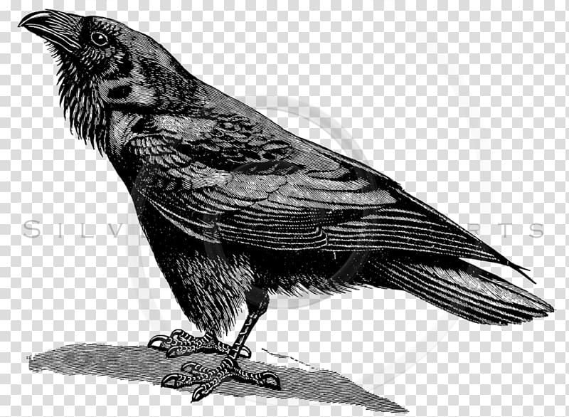 American crow Common raven Drawing, Carleton Ravens transparent background PNG clipart