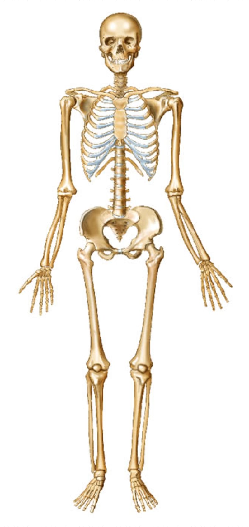 Human skeleton Bone Human body Joint, Skeleton transparent background PNG clipart