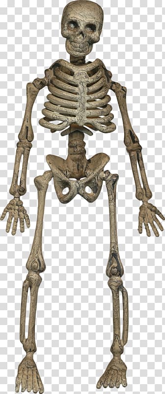 Human skeleton Homo sapiens Bone, Halloween skeleton skull transparent background PNG clipart