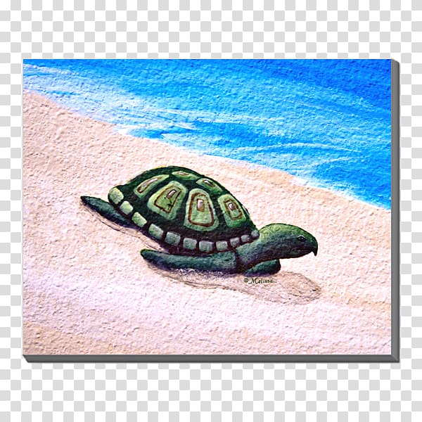 Sea turtle Reptile Emydidae Turquoise, tortoide transparent background PNG clipart