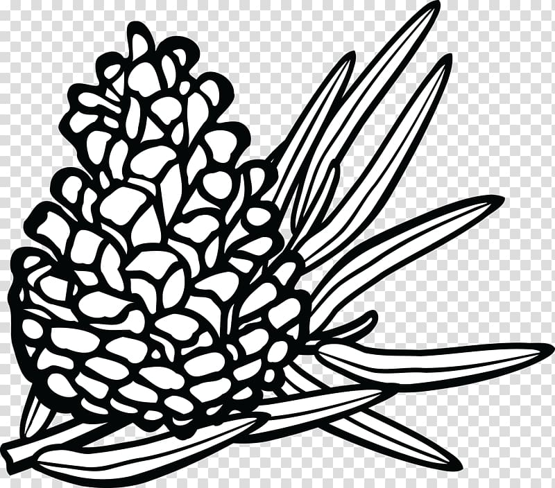 Conifer cone Pine, pine cone transparent background PNG clipart