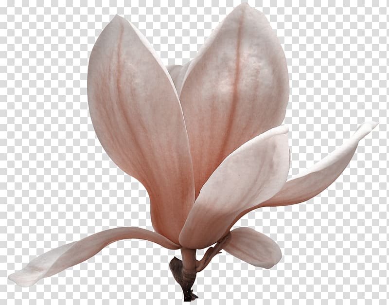 Magnoliaceae Flowering plant Petal, flower transparent background PNG clipart