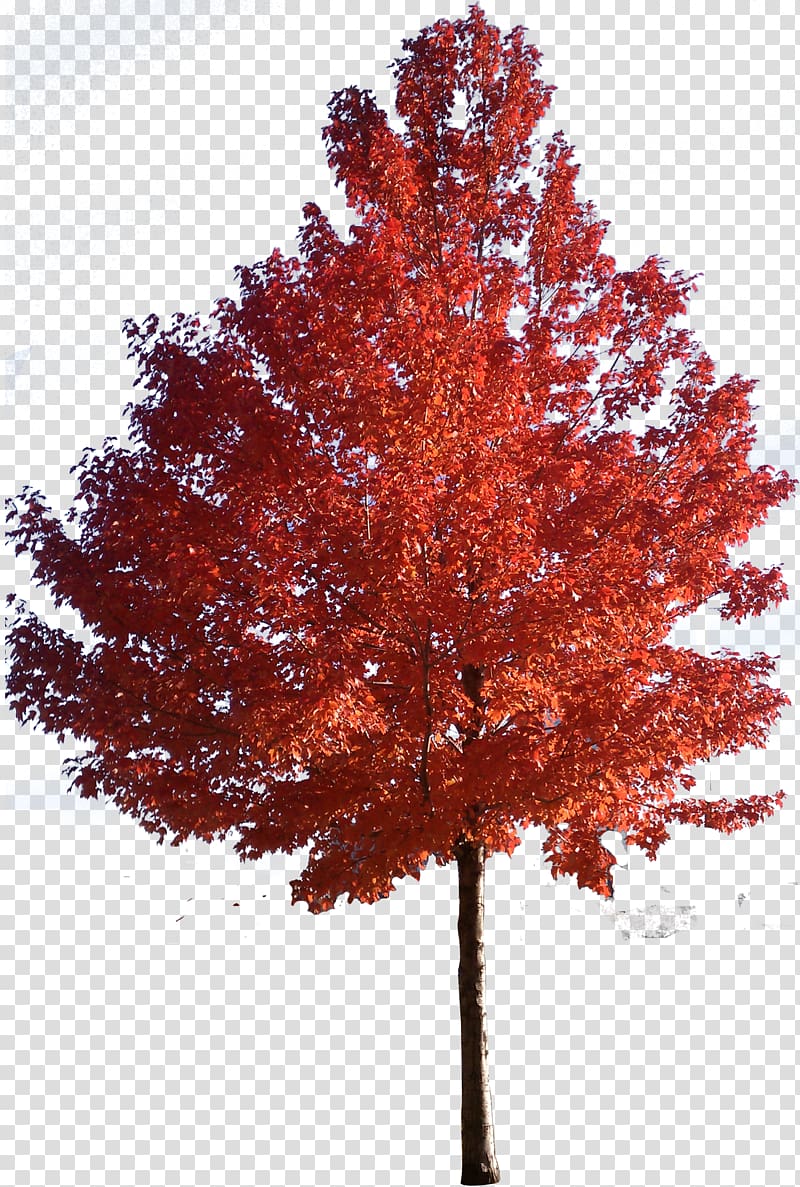 maple syrup tree clip art