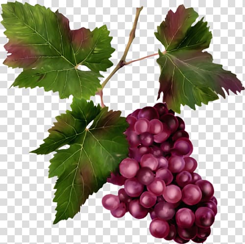 Sultana Zante currant Grape Seedless fruit Boysenberry, grape transparent background PNG clipart