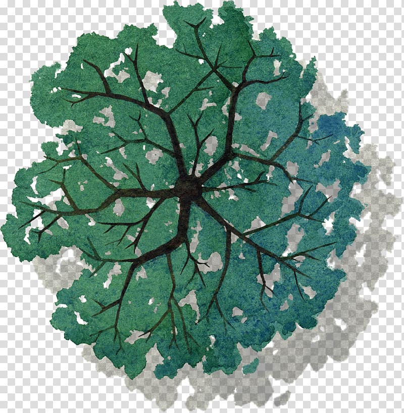 painted green tree top view of transparent background PNG clipart