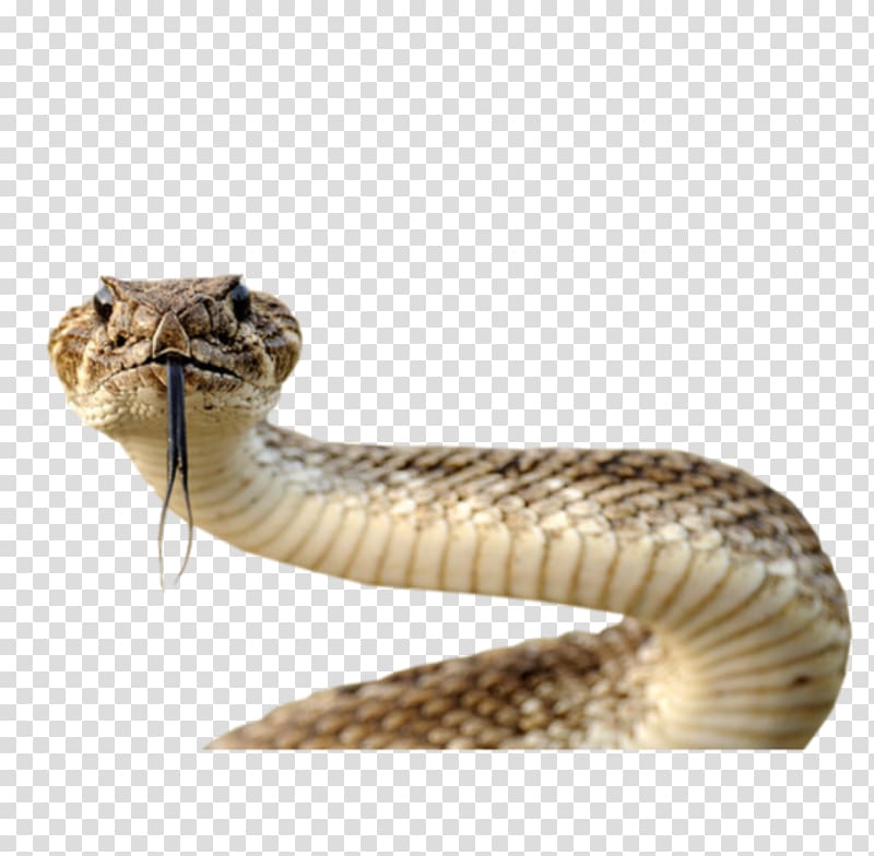 Snake Computer Icons , snake transparent background PNG clipart