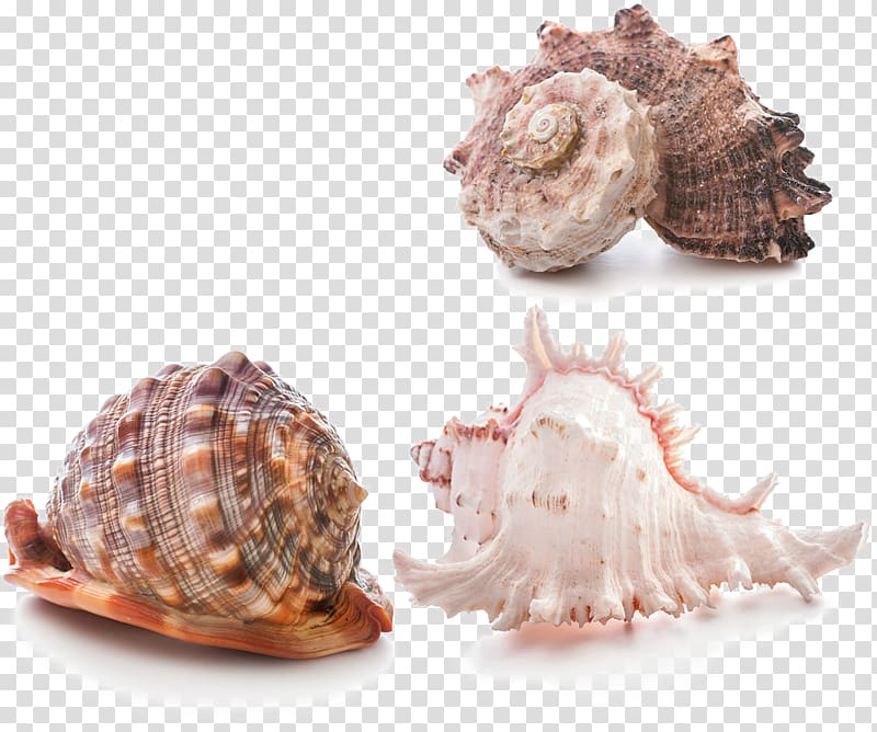 Seashell .xchng, Conch Creative transparent background PNG clipart
