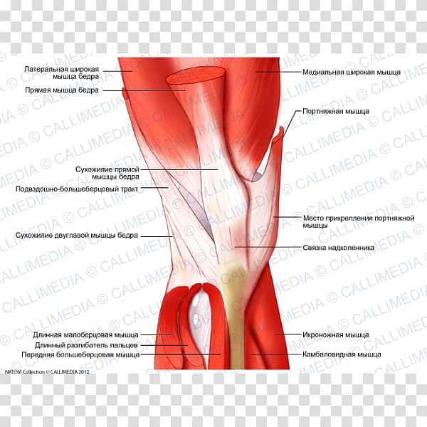Muscle tissue Knee Anatomy Muscular system, rectus femoris function transparent background PNG clipart