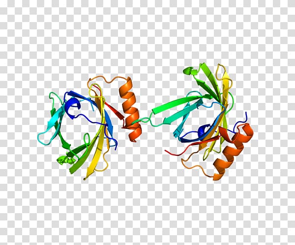 Prostaglandin D2 synthase Prostaglandin-D synthase Prostaglandin H2, Prostaglandin D2 transparent background PNG clipart