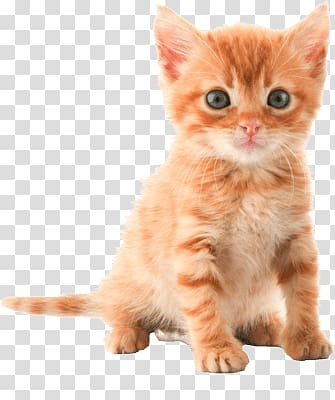 orange kitten, Cute Kitten transparent background PNG clipart