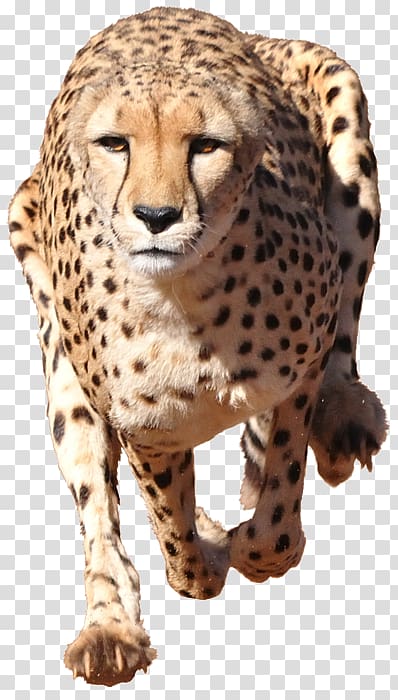 Cheetah Illustration Leopard Cat, chester cheetah transparent background PNG clipart
