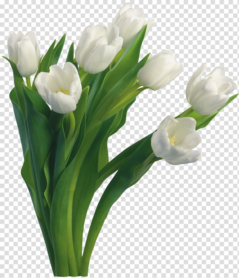 white tulip flowers, Medical Workers’ Day Physician Health Care Medicine Health professional, Bouquet flowers transparent background PNG clipart