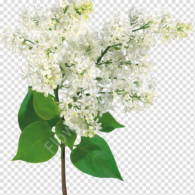 Common lilac Flower bouquet, lilac transparent background PNG clipart