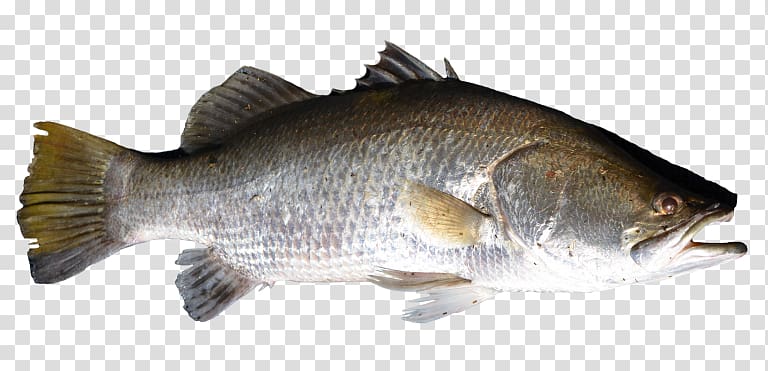 Bass Tilapia Perch Barramundi, fish transparent background PNG clipart