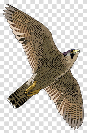 free clipart falcon