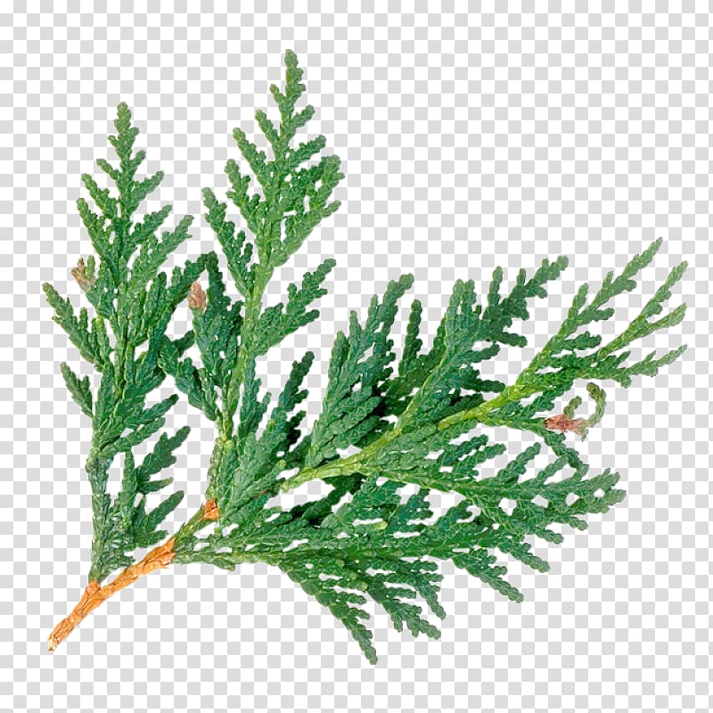 Arborvitae Cedar wood Evergreen Juniperus virginiana Western red-cedar, tree transparent background PNG clipart