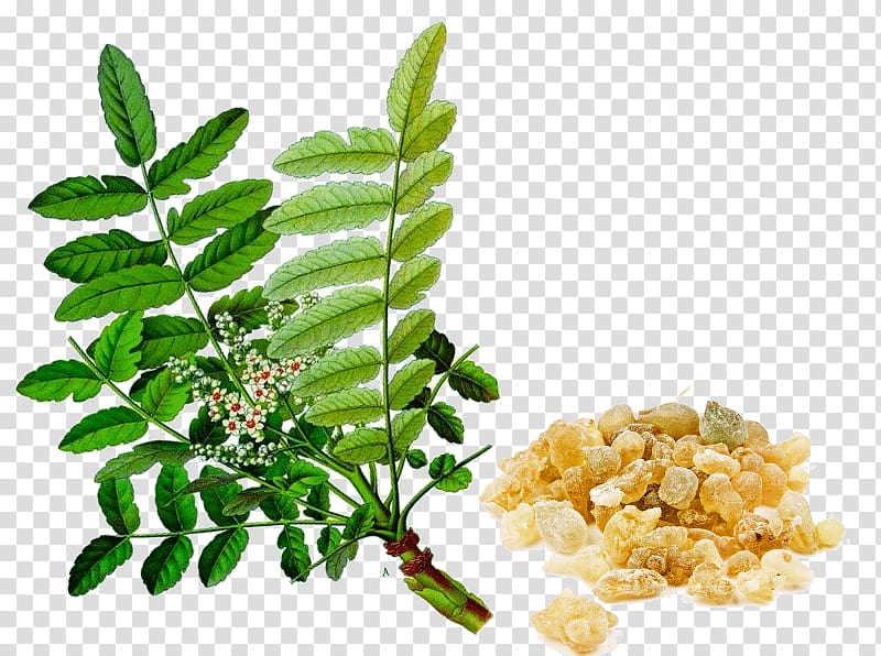 Indian frankincense Extract Ayurveda Boswellia sacra, transparent background PNG clipart