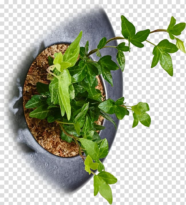 Herb Germany Common ivy Flowerpot Spring greens, Hedera transparent background PNG clipart