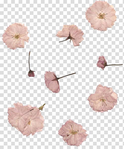 Pressed flower craft Cherry blossom Petal, flower transparent background PNG clipart