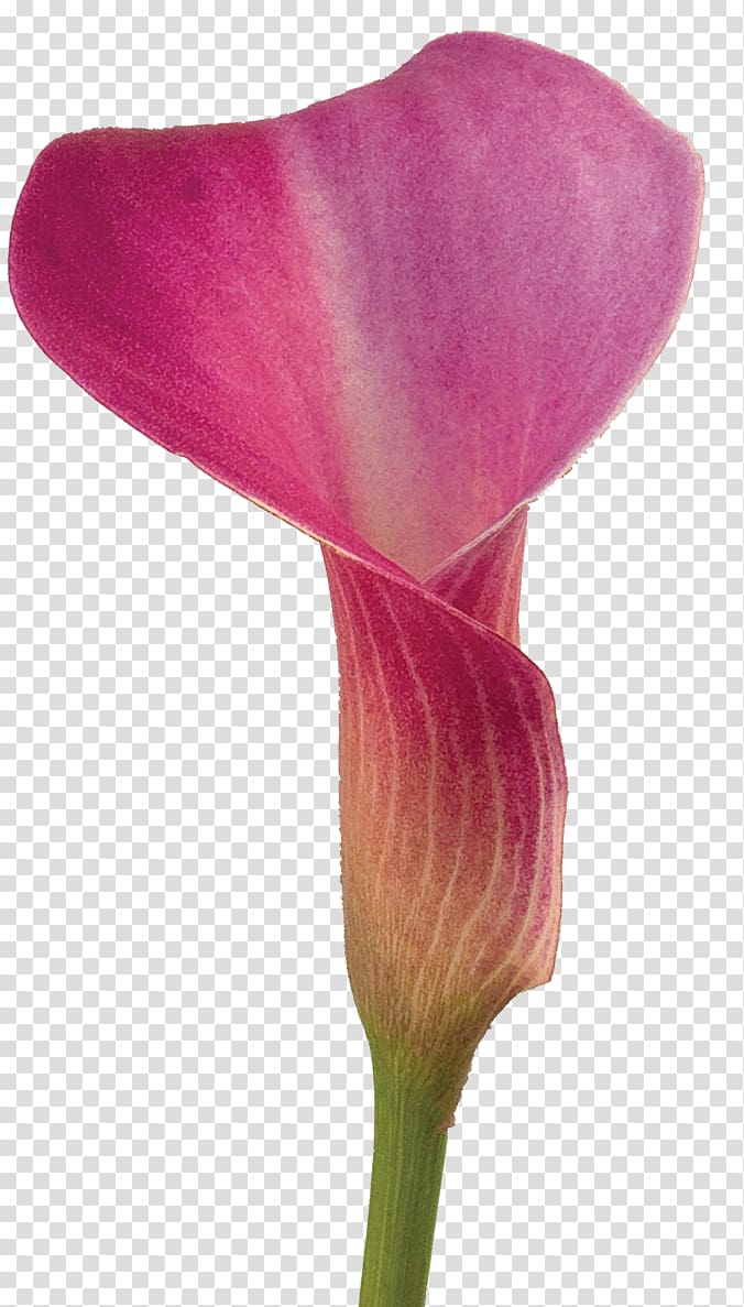 Arum-lily Flower Lilium Color Callalily, callalily transparent background PNG clipart