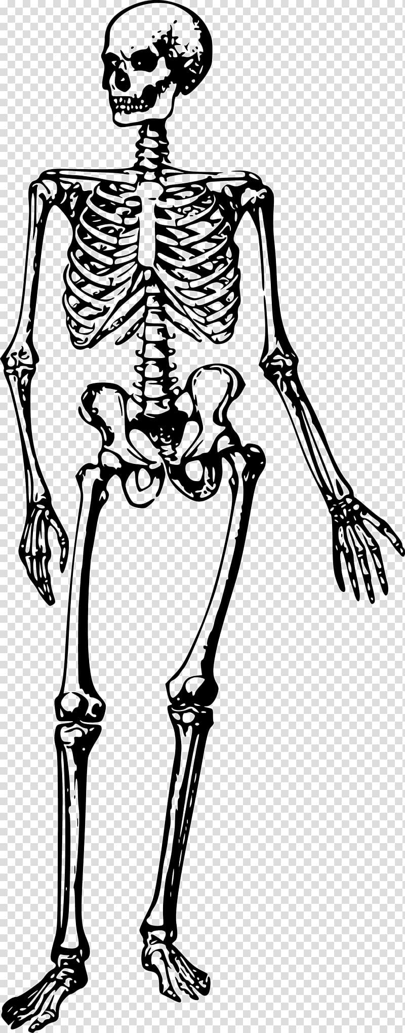 The human skeleton Bone Human body, Skeleton transparent background PNG clipart
