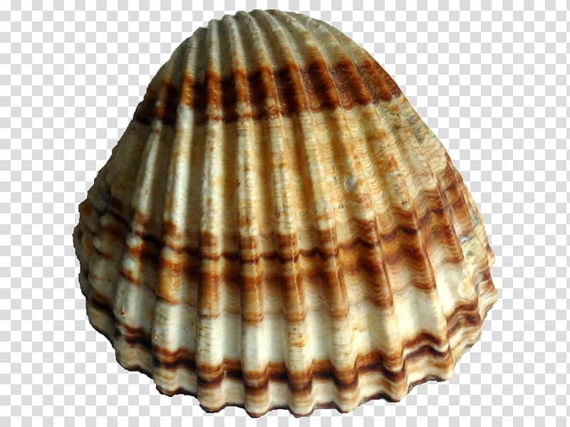 Rough cockle Clam Bivalvia Conchology, seashell transparent background PNG clipart