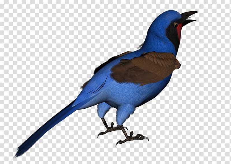 Bluebird Swallow Feather, blue bird transparent background PNG clipart