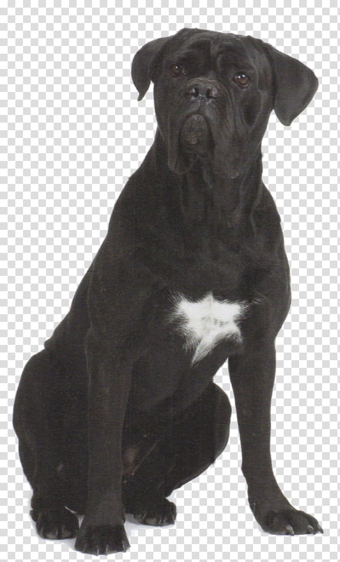 Cane store corso terrier