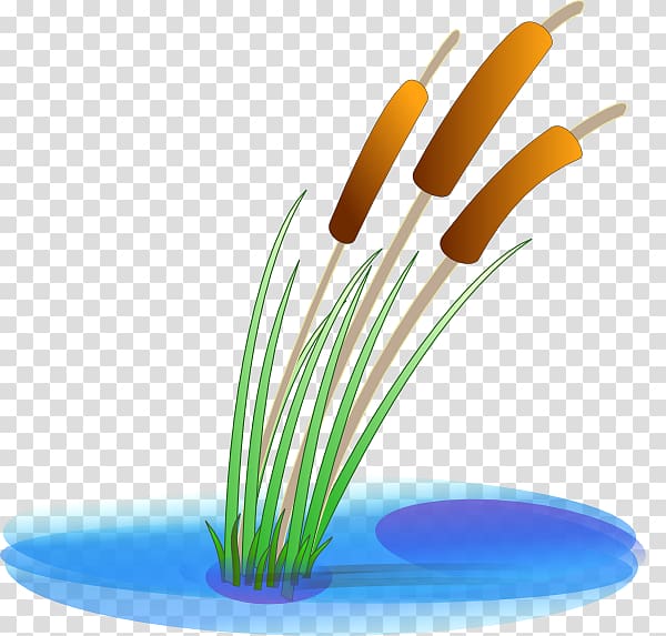 Typha latifolia Pond , cary transparent background PNG clipart