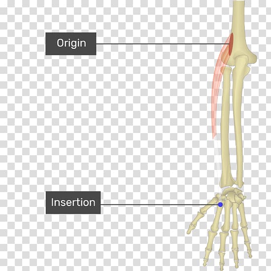 Extensor carpi radialis longus muscle Extensor carpi radialis brevis muscle Flexor carpi radialis muscle Extensor digitorum muscle Extensor carpi ulnaris muscle, others transparent background PNG clipart