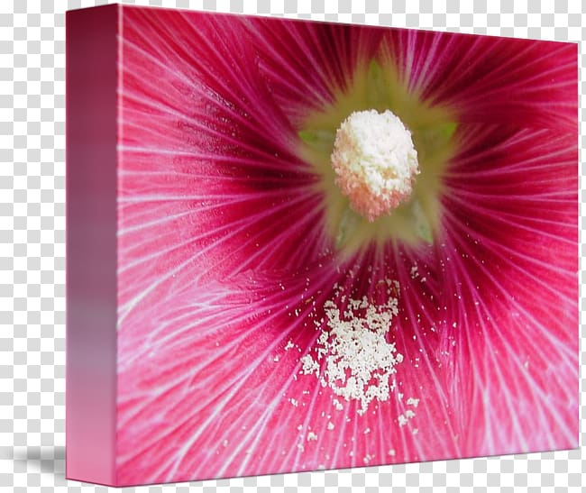 Mallow Hibiscus Hollyhocks Pink M Close-up, Jackson Storm transparent background PNG clipart