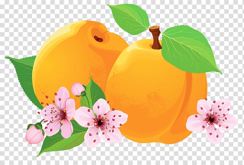 Asian pear Peach Apricot, Peaches and peach transparent background PNG clipart