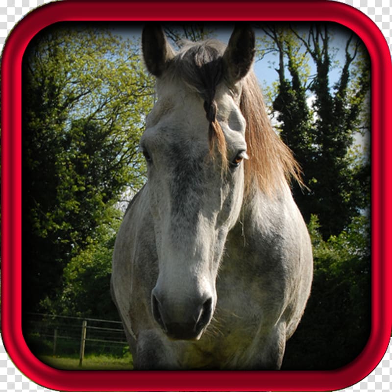Irish Sport Horse Arabian horse Equestrian Lusitano Saying, horsemanship transparent background PNG clipart