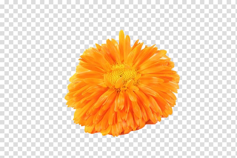 Mexican marigold Chrysanthemum tea Calendula officinalis, Yellow chrysanthemum transparent background PNG clipart