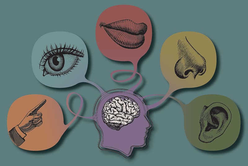human brain , The Five Senses World Taste Visual perception, 5 Senses transparent background PNG clipart