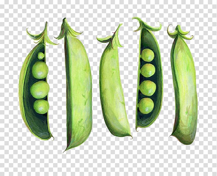 Snap pea Watercolor painting Illustration, Green beans angle transparent background PNG clipart